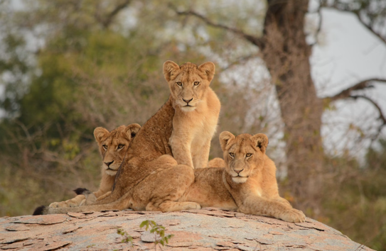  KRUGER NATIONAL PARK